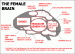 female brain.jpg.gif