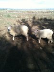 sheepy girls.jpg