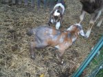 goats 4-4-13 011.jpg