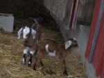 goats 4-4-13 002.jpg