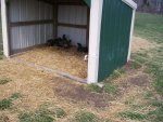 goats 4-6-13 013.jpg