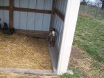 goats 4-6-13 014.jpg