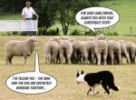 Sheep Conspiracy.jpg