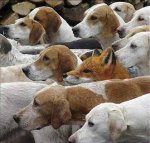 fox among hounds.jpg