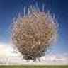 Tumbleweed