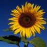 sunflowerstation