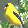 TXYellowBird