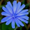 Chicory