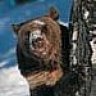 Watchingbear