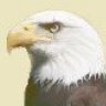 West Eagle