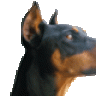 TheDoberman