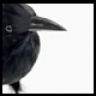 birdstalked