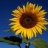 sunflowerstation