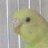 PollyParakeet