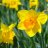 Dafodil