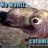 Squidpup